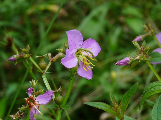 {Rhexia virginica}
